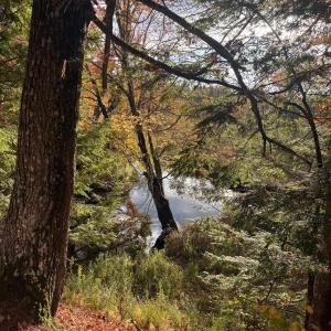 trees overlooking forest water source