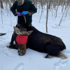 Maine state moose expert Lee Kantor will lead an outdoor presentation on Maine Moose at Merryspring Nature Center on Tuesday, September 8 at 12:00 pm.