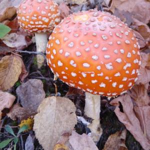 mushroom