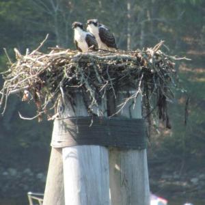 During a recent trip to Pemaquid Harbor, the authors were surprised to see two young ospreys still hanging around a nest - the result of Maine's extended summers? Courtesy of Jeff Wells.