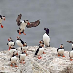 puffins on large rock