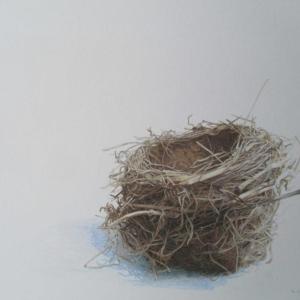 bird's nest