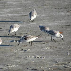 Sanderlings are among the most common birds on Maine beaches during spring and fall, but how many people know that they nest in the Arctic? Photo courtesy of Jeff Wells