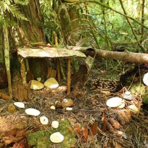 fairy house