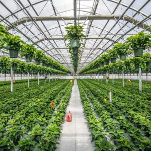 greenhouse interior