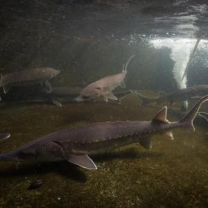 Atlantic sturgeon (Photo courtesy Ryan Hagerty/USFWS)