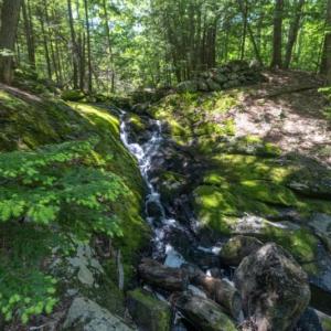 narrow brook along forest trail