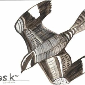 nighthawk watercolor