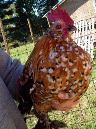 — FREE mille fleur d'uccle bantam rooster (Auburn/pownal/n.monmouth)