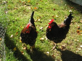 — 2 Speckled Sussex Roosters (Woolwich)