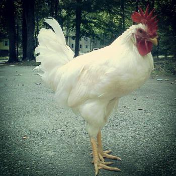 Free white rooster (York)