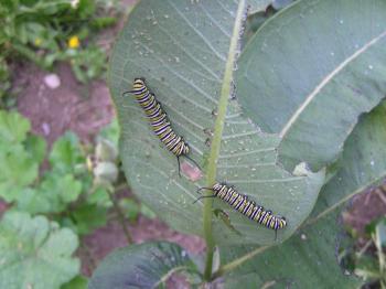 Monarch butterfly caterpillars feed on the underside of a common milkweed plant. Monarchs are dependent upon milkweed for their reproduction. SUE MELLO/Boothbay Register