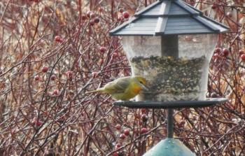 #bird-column, #hepatic tanager, #jeff and allison wells, #birds, #boothbay register, #birds