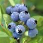 blueberries!