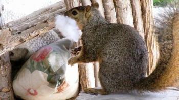 Squirrel eating pillows