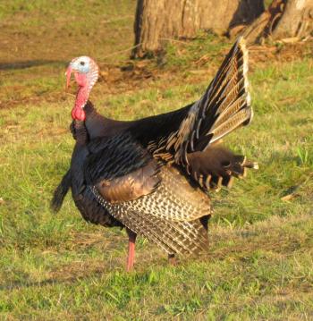 #bird-column, #boothbay register, #maine, #birds, #turkey, #thanksgiving