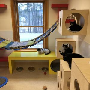 PAWS Cat Room