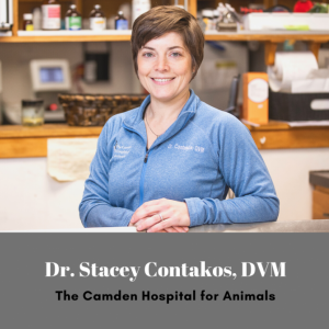Camden Hospital for Animals