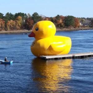 Giant inflatable ducks return to Belfast Harbor