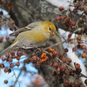 #bird-column, #Jeff and Allison Wells, #Boothbay Register, #birds, #winter finch, #maine, #pine grosbeak